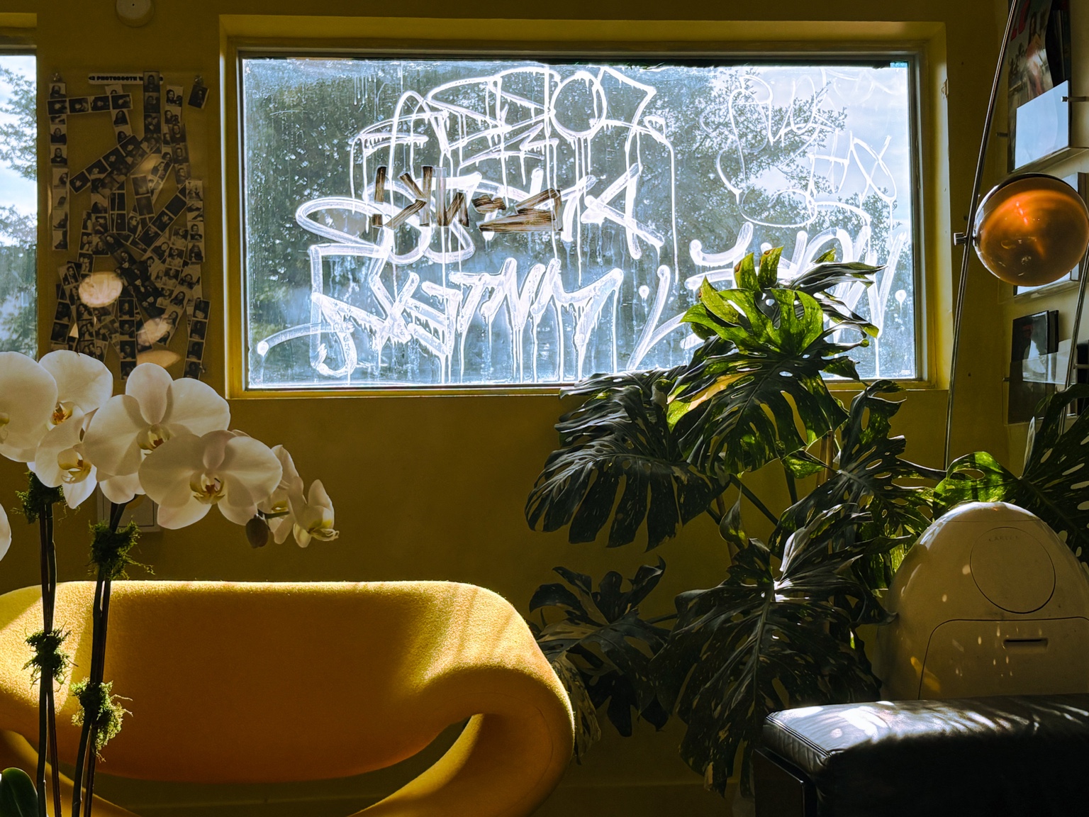 Sunlit yellow interior with white orchids, leafy plants, and a graffiti-covered window