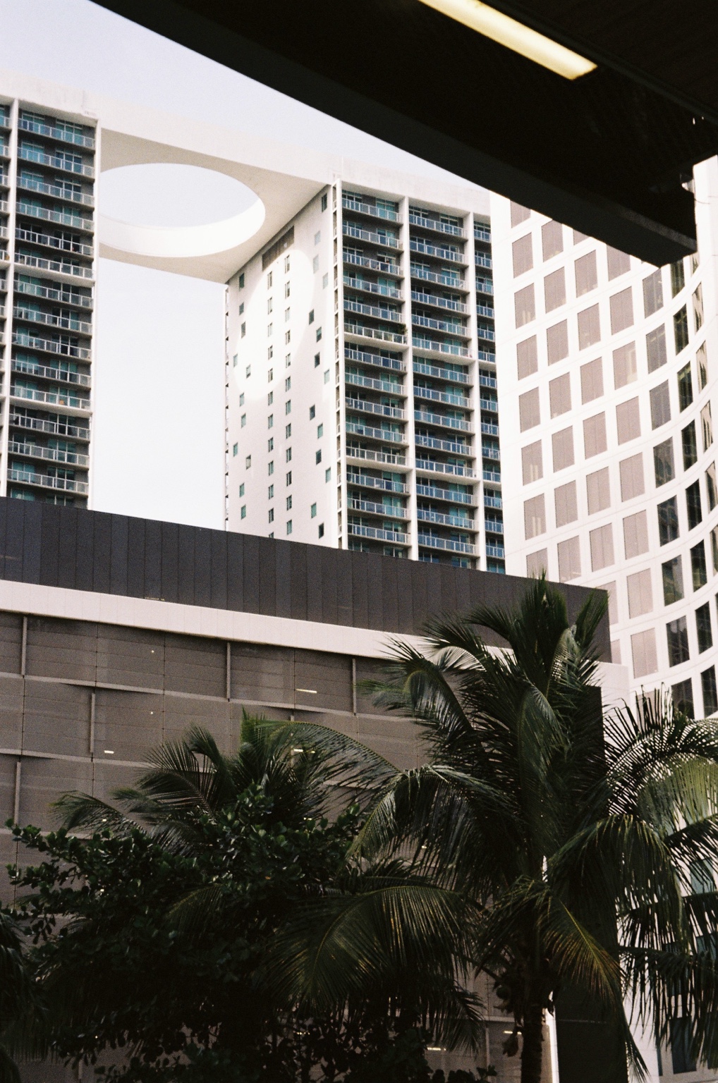 Palm trees beneath modern high-rise buildings